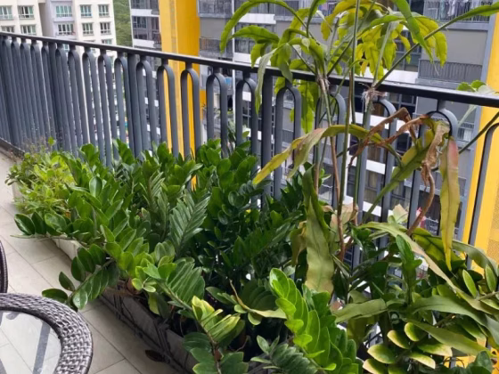 House Rent • Lim Chu Kang •  Westwood Residences Ec • S$7300 • Exec Condo • 1475ft² / 137m² Photo