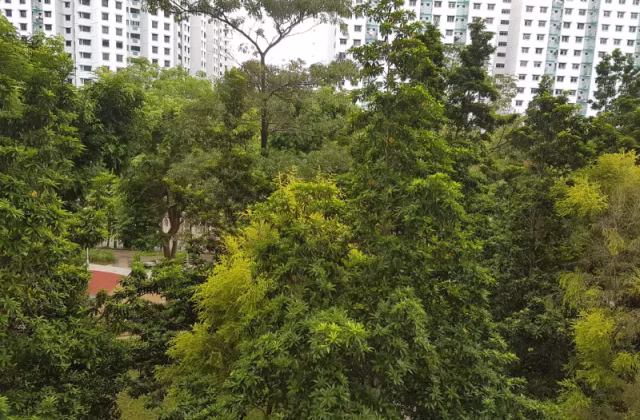 Room Rent • Lim Chu Kang • 665A Jurong West Street 64 • S$1250 • Executive HDB • Common Room