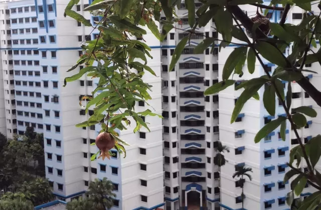 Room Rent • Lim Chu Kang • 276A Jurong West Street 25 • S$800 • 3-Room (2 BR) • Common Room
