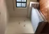 Room Rent • Newton •  Shan Gate Apartments • S$1650 • Apartment • Master Room